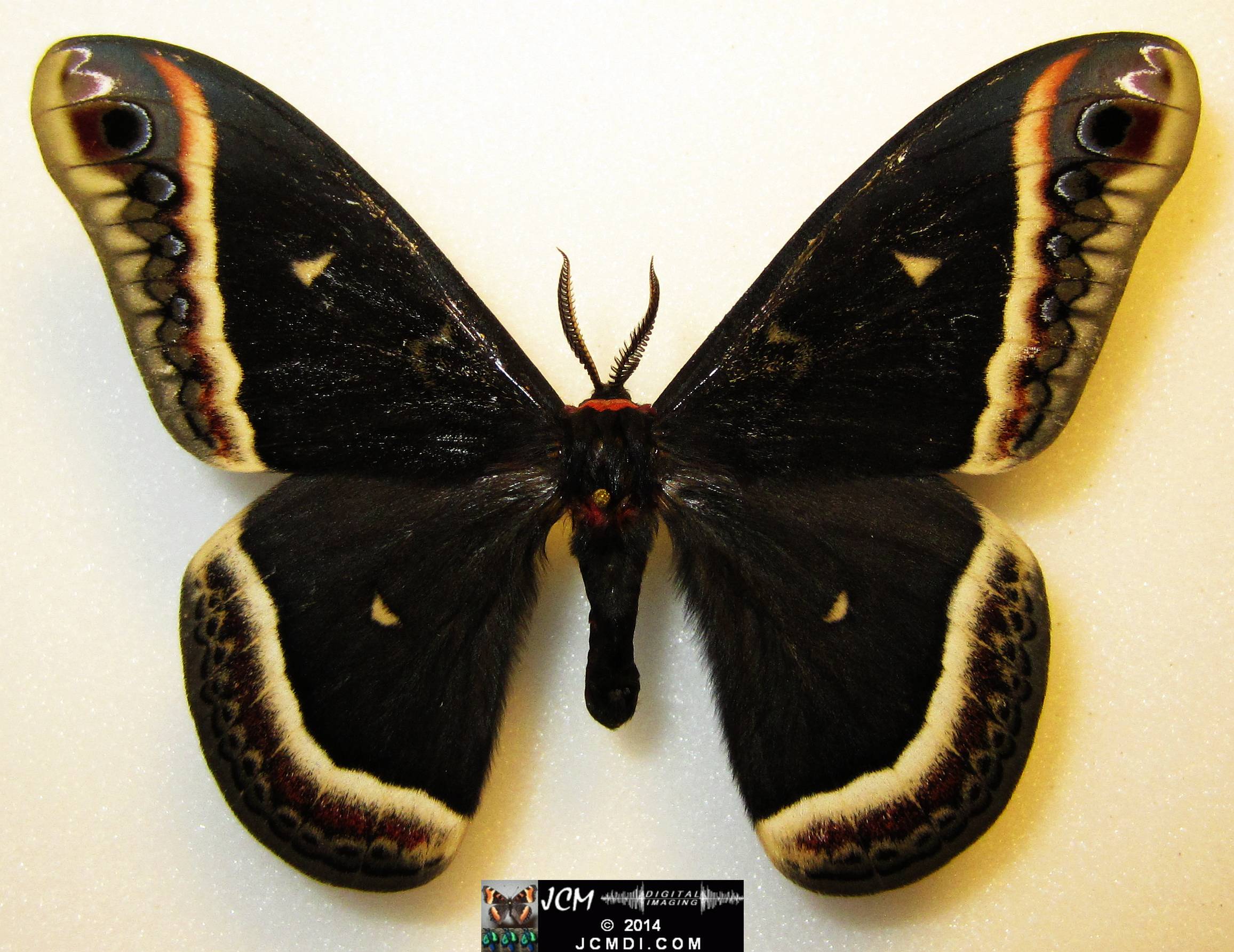 Eupackardia calletta male
